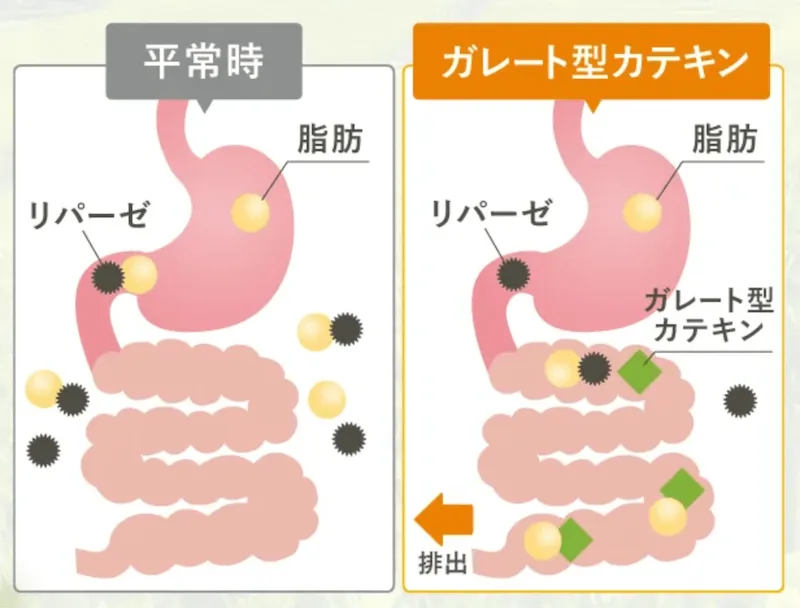 ガレート型カテキンが脂肪の吸収を抑える仕組み